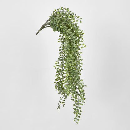 Hanging Boxwood Bush