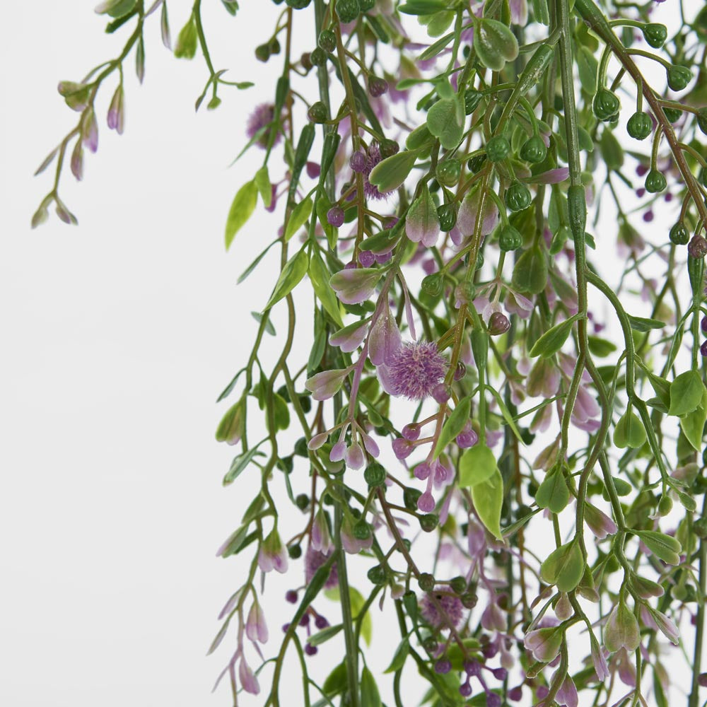 Boxwood Hanging Vine x 5 with Purple Berries