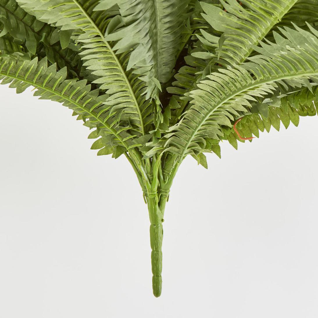 Boston Fern Bush x 5 67Lvs