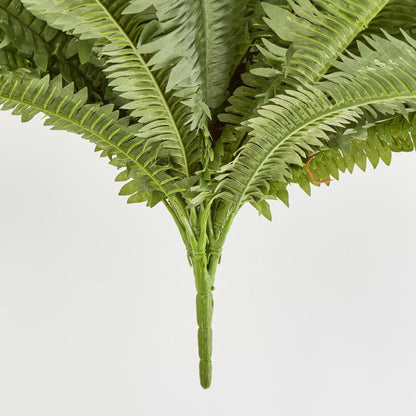 Boston Fern Bush x 5 67Lvs