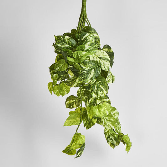 Marble Pothos Hanging Bush 102 leaves