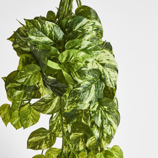 Marble Pothos Hanging Bush 102 leaves