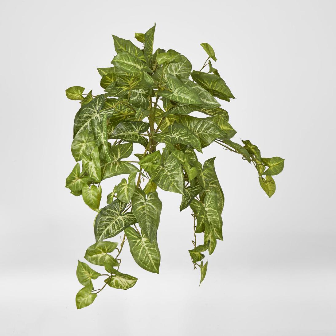 Hanging Green Syngonium Bush Vine