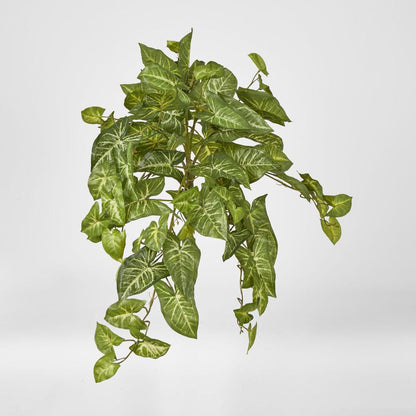 Hanging Green Syngonium Bush Vine
