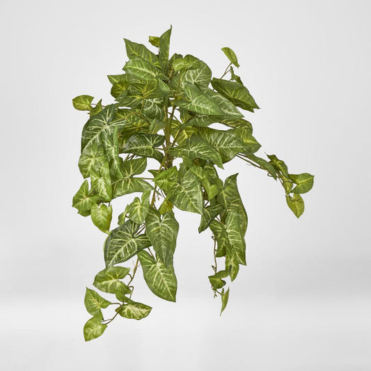 Hanging Green Syngonium Bush Vine