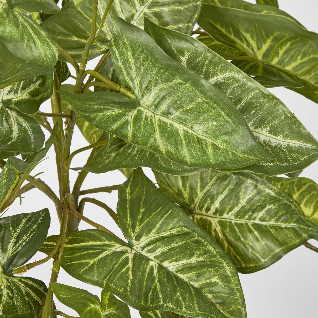 Hanging Green Syngonium Bush Vine