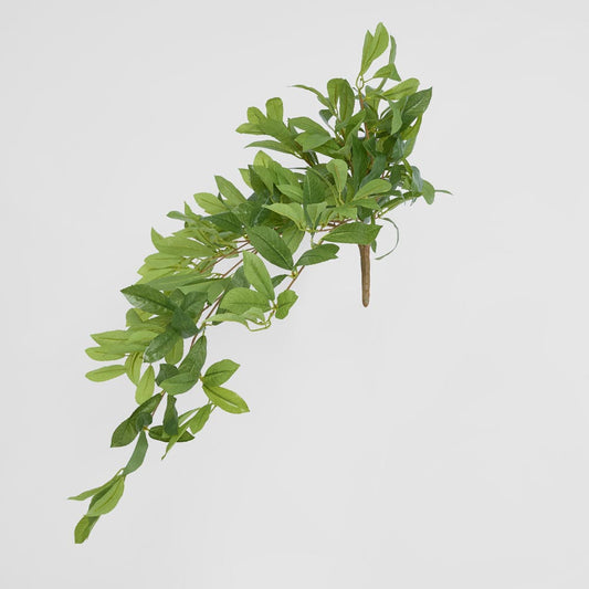 Bay Leaf Hanging Bush