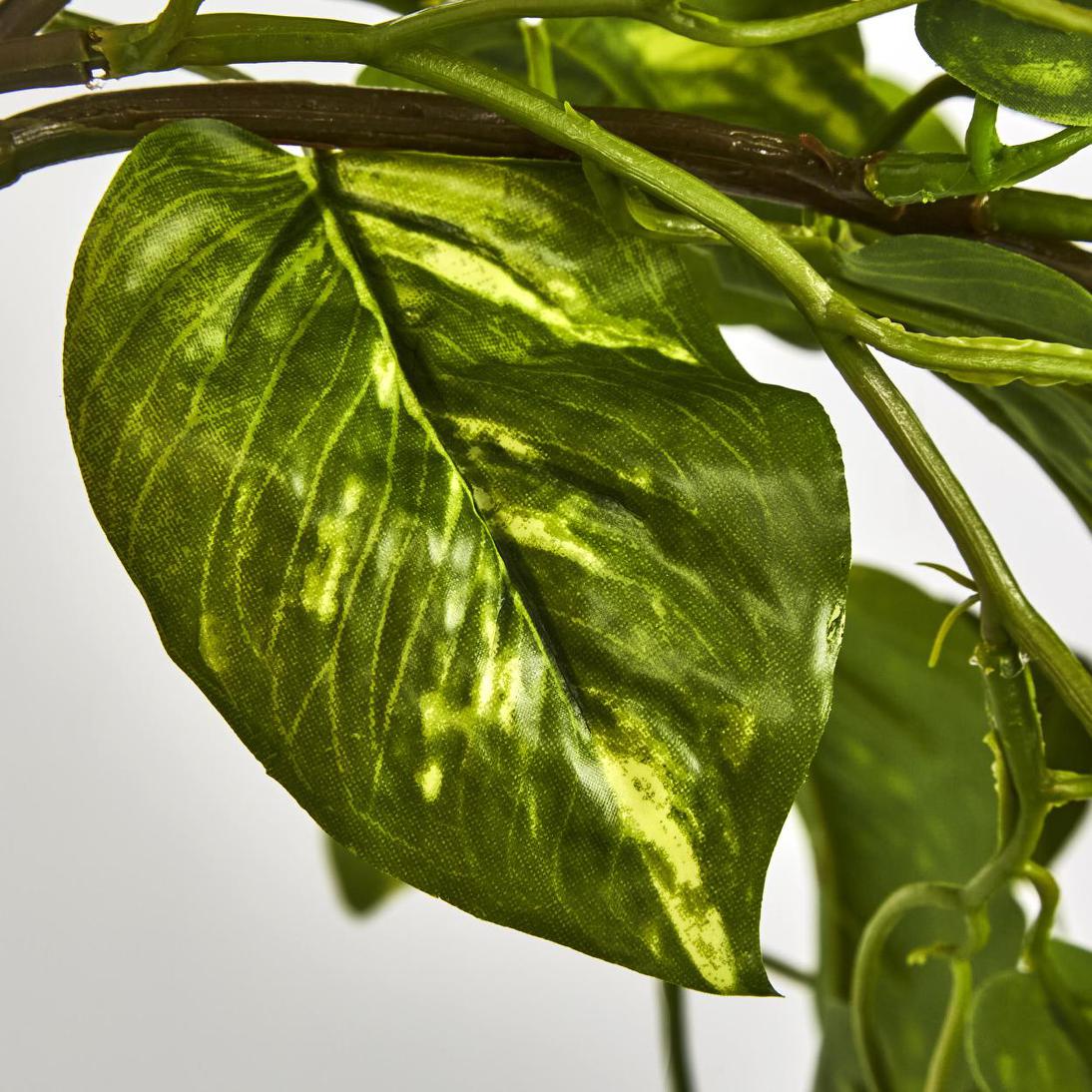 Hanging Pothos Plant