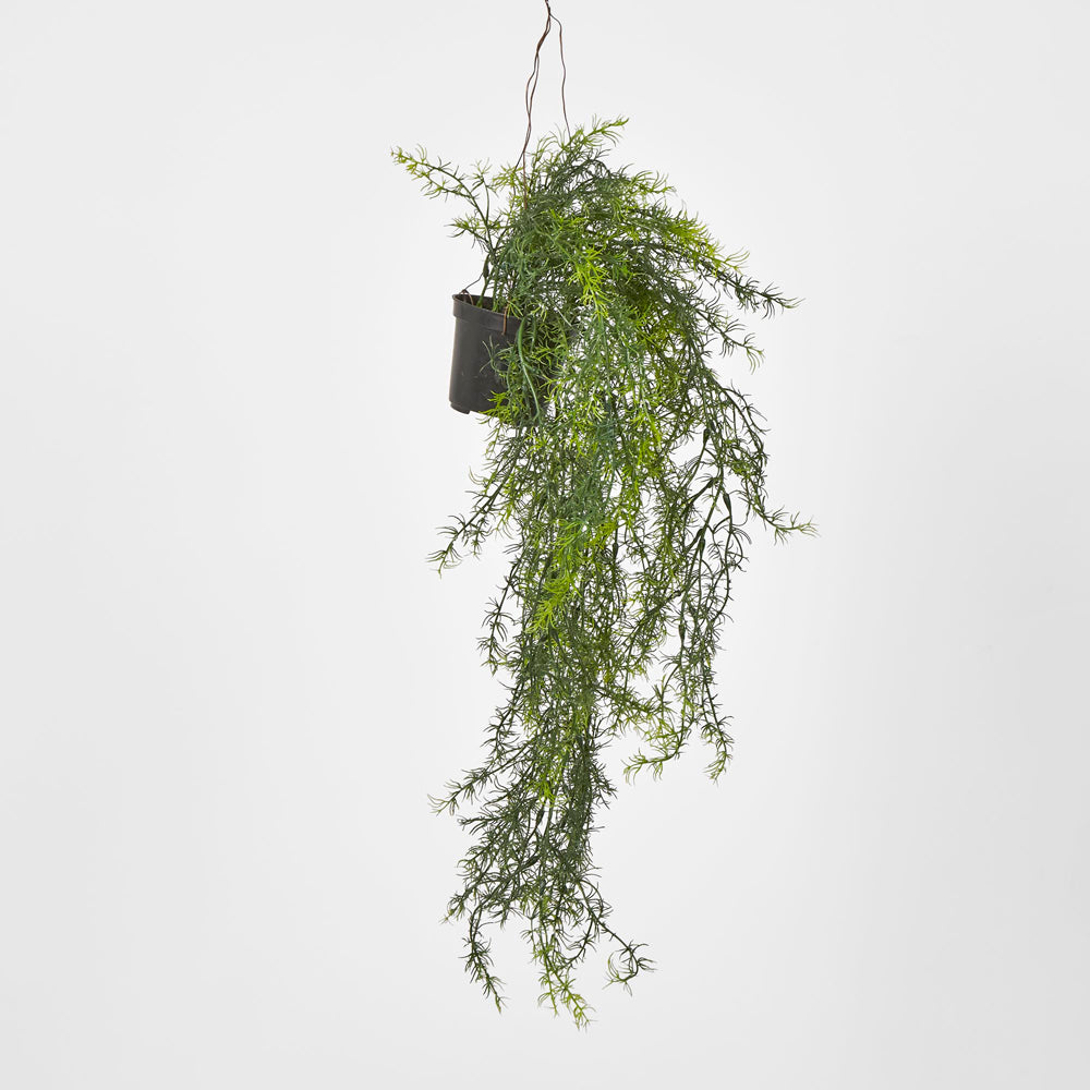 Sprengeri Asparagus Fern in Hanging Pot