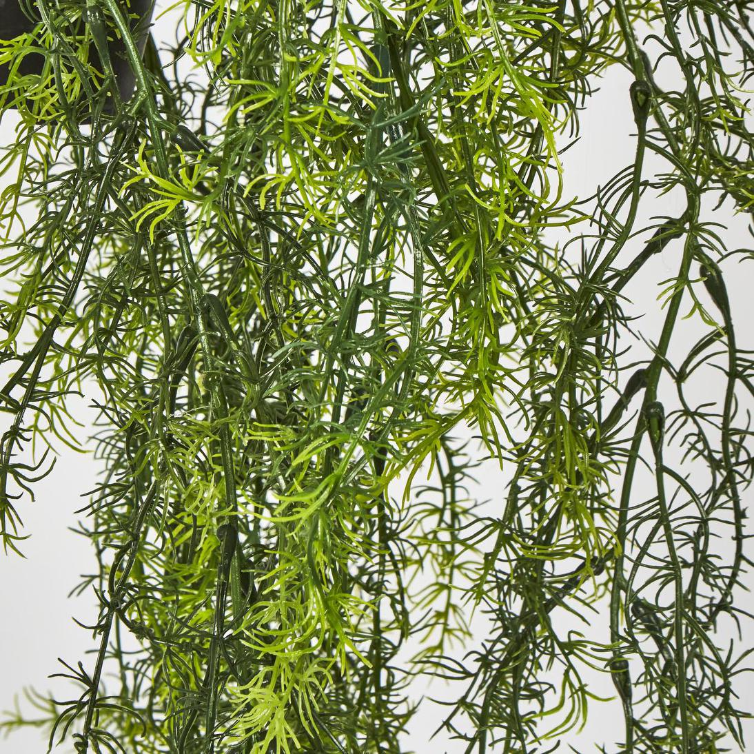 Sprengeri Asparagus Fern in Hanging Pot