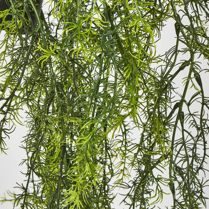 Sprengeri Asparagus Fern in Hanging Pot
