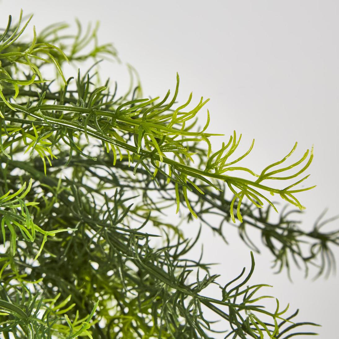 Sprengeri Asparagus Fern in Hanging Pot