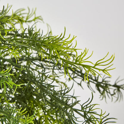 Sprengeri Asparagus Fern in Hanging Pot