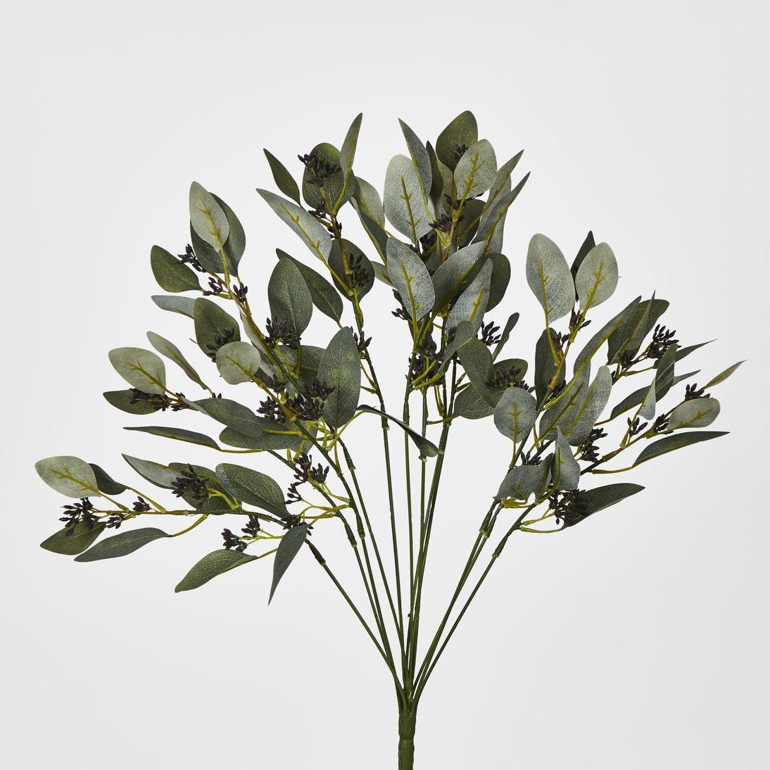 Gum Bush with Navy Berry Seeds