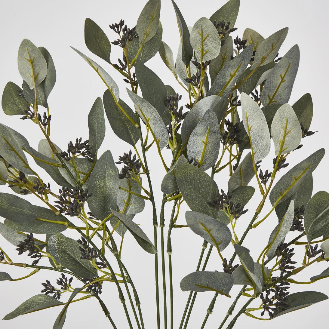 Gum Bush with Navy Berry Seeds