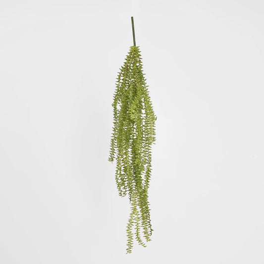 Hanging Huperzia Vine
