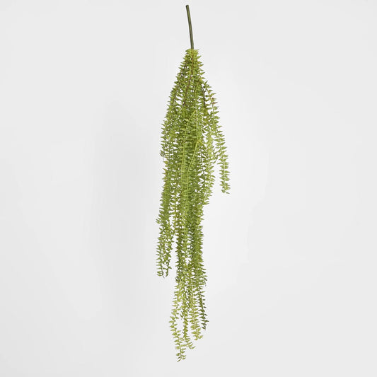 Hanging Huperzia Vine
