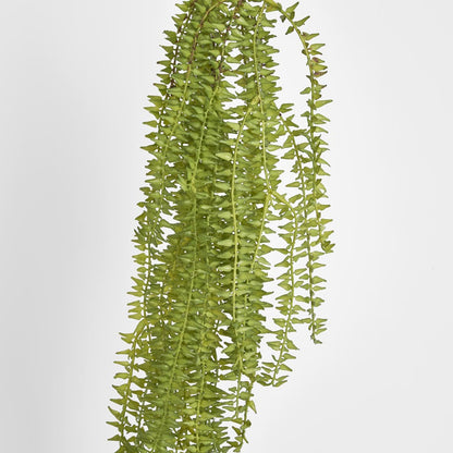 Hanging Huperzia Vine