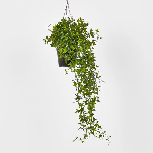 Mini Needle Point Ivy in Hanging Pot