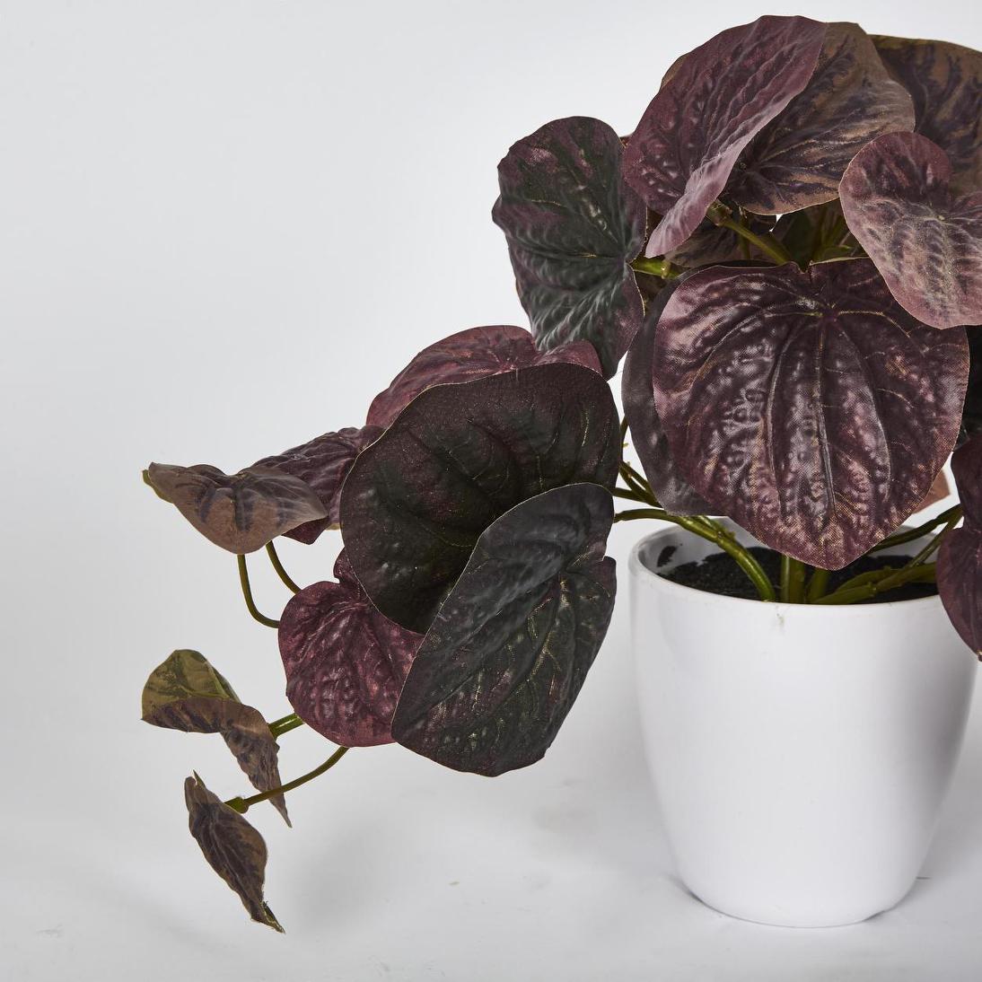Burgundy Real Touch Peperomia Potted Bush 28cm