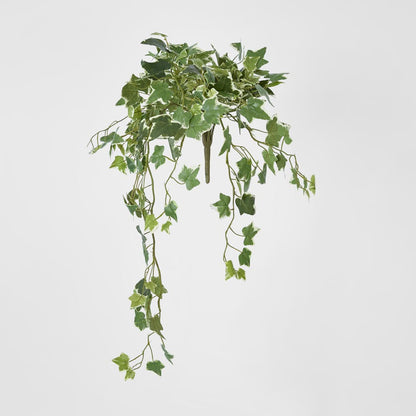 Veriegated Sage Ivy Hanging Bush x 10
