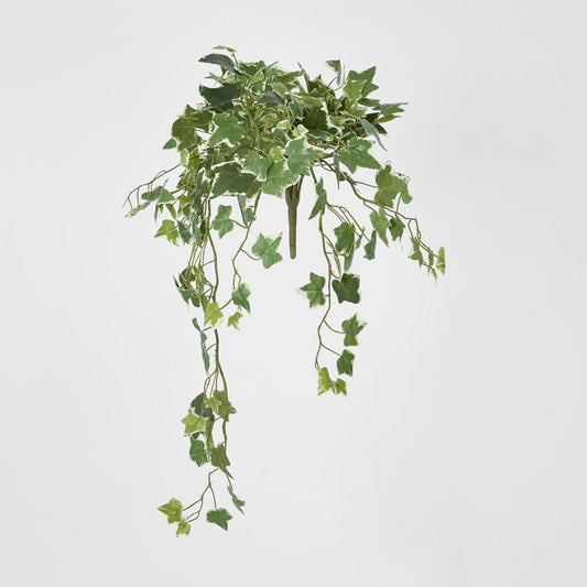Veriegated Sage Ivy Hanging Bush x 10
