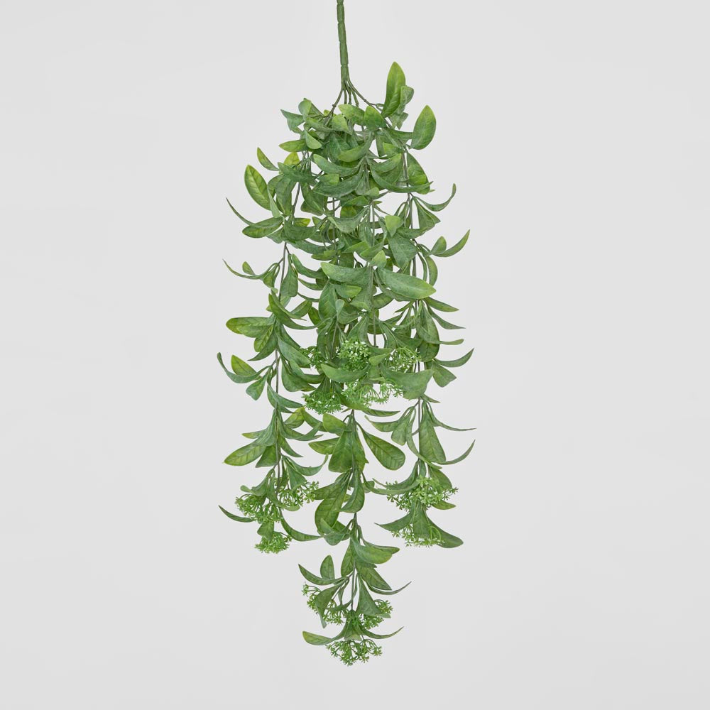 Osmanthus Hanging Bush With White flower