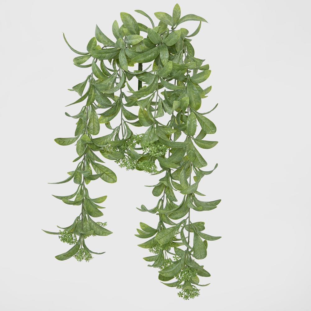 Osmanthus Hanging Bush With White flower