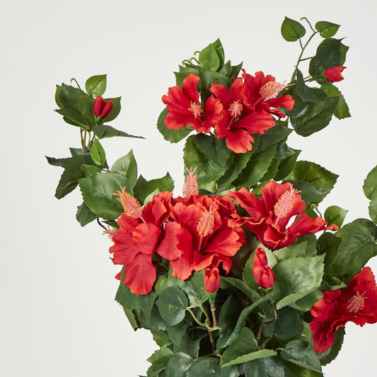 Red Hibiscus Bush with 10 flowers