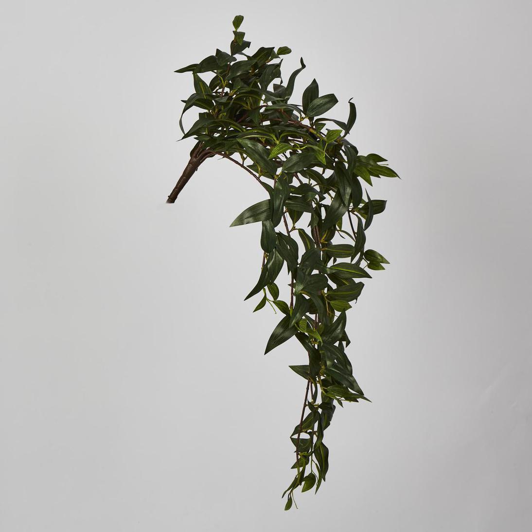 Japanese Bamboo Hanging Bush Green