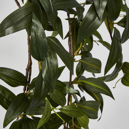 Japanese Bamboo Hanging Bush Green