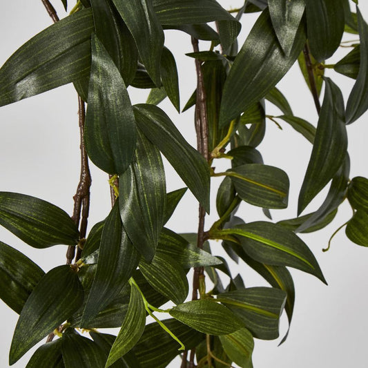 Japanese Bamboo Hanging Bush Green