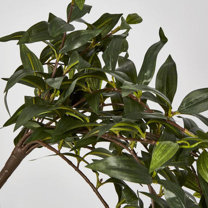 Japanese Bamboo Hanging Bush Green