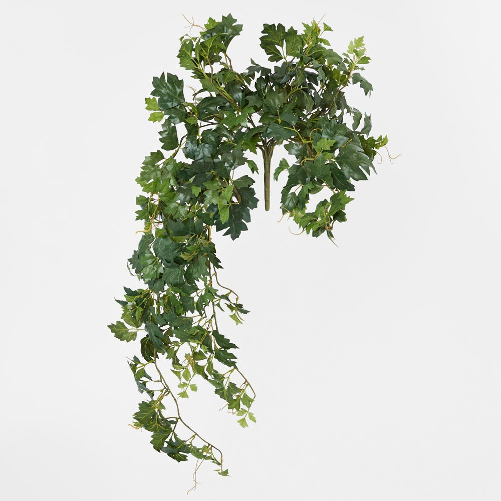 Hanging Green Grape Ivy