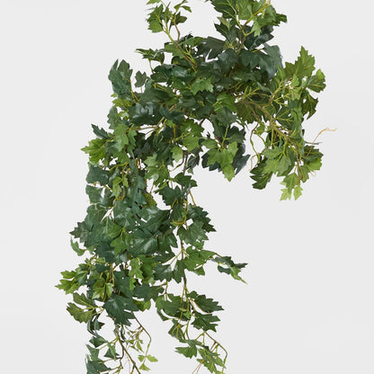 Hanging Green Grape Ivy