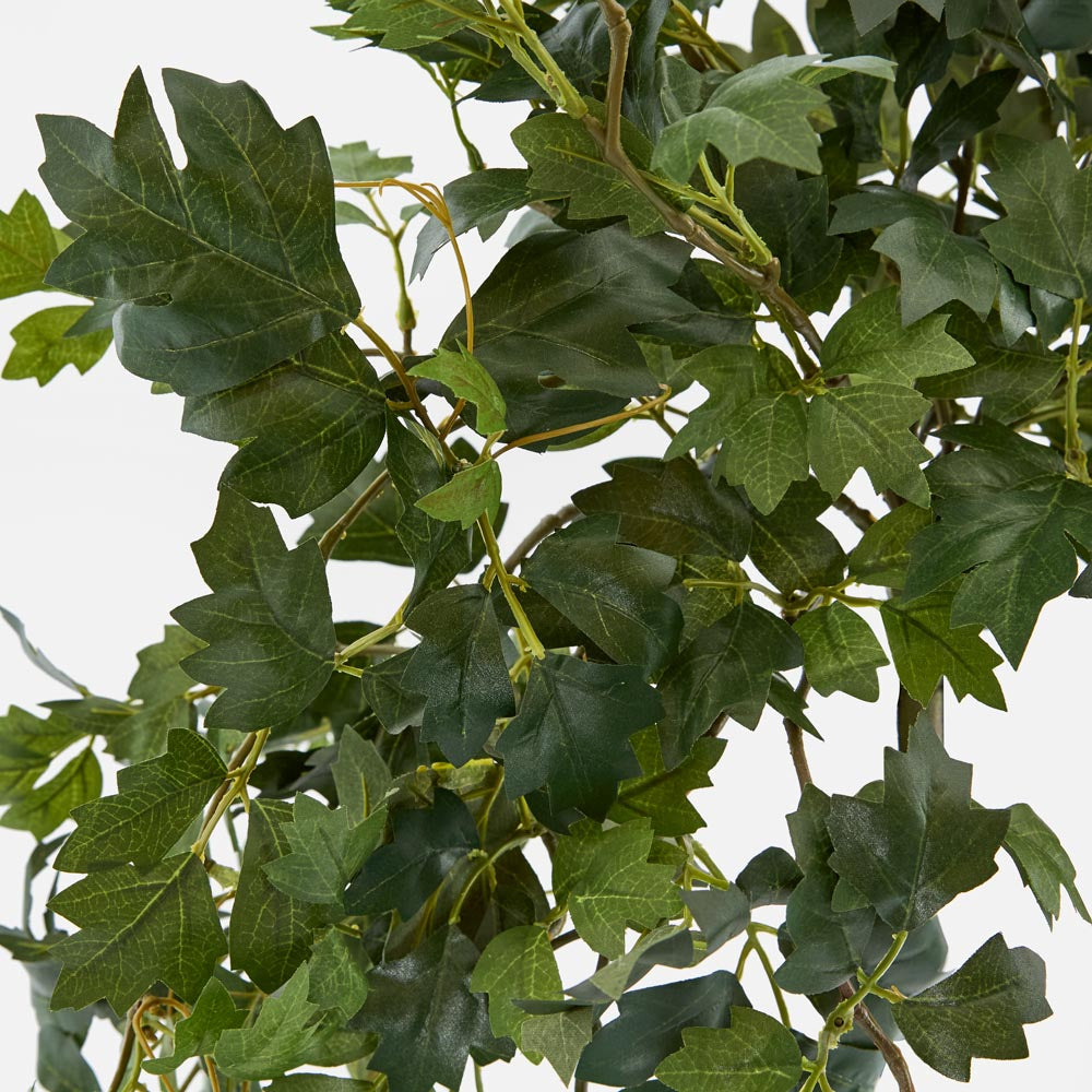 Hanging Green Grape Ivy