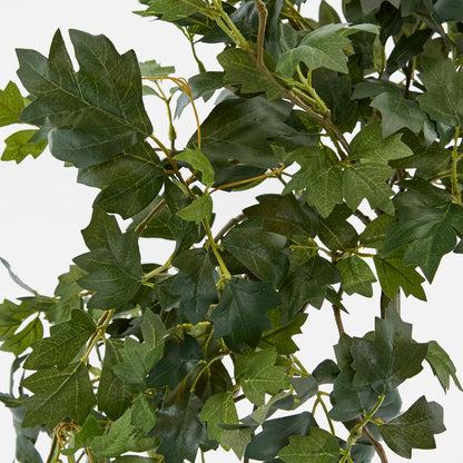Hanging Green Grape Ivy
