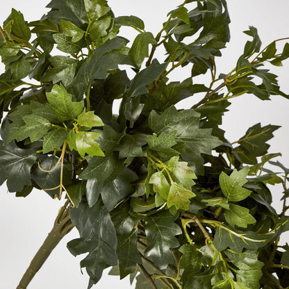Hanging Green Grape Ivy