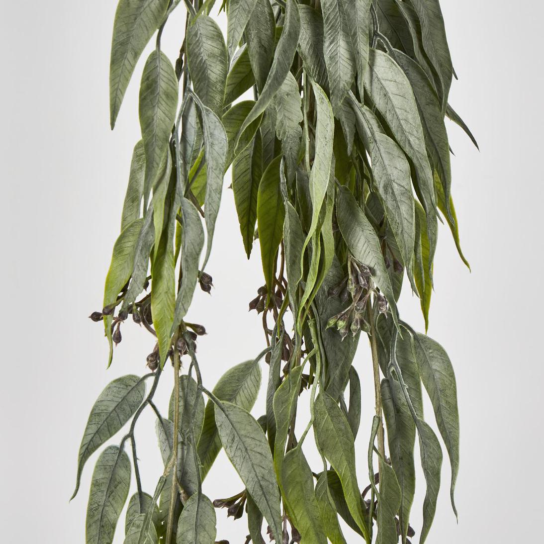Seeded Hanging Eucalyptus Bush