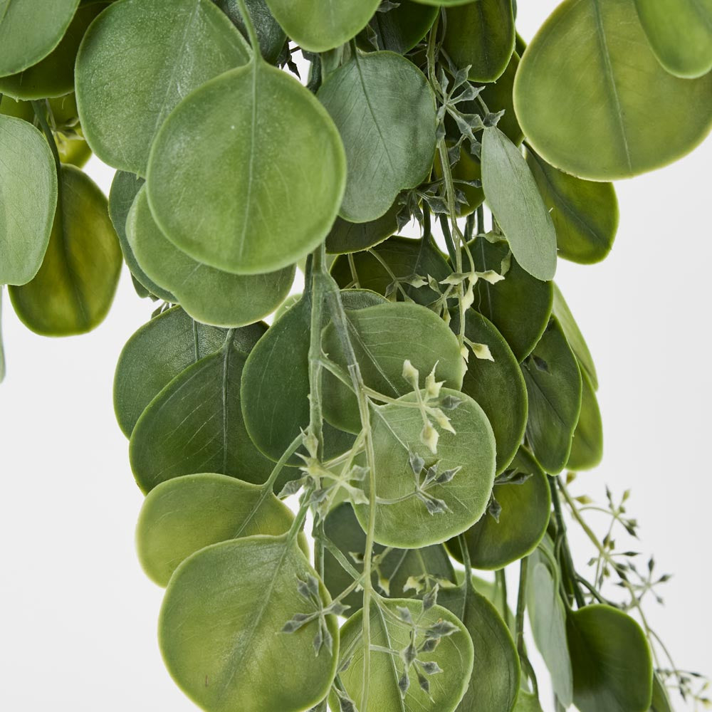 Hanging Green Eucalyptus Leaf Bush