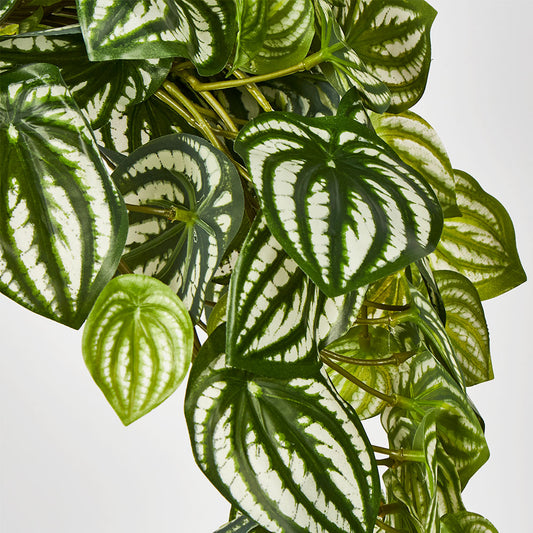 Green White Watermelon Peperomia Hanging Bush 108 Leaves
