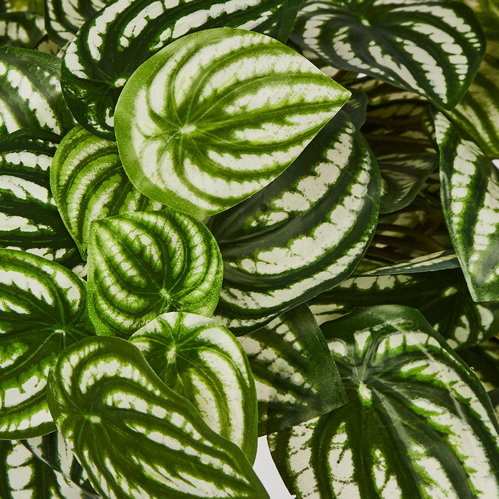 Green White Watermelon Peperomia Hanging Bush 108 Leaves