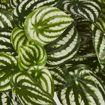 Green White Watermelon Peperomia Hanging Bush 108 Leaves