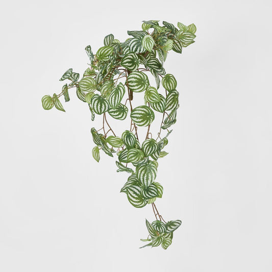Green White Watermelon Peperomia Hanging Bush 137 Leaves