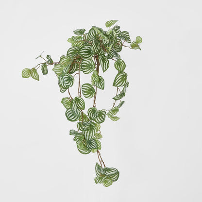 Green White Watermelon Peperomia Hanging Bush 137 Leaves