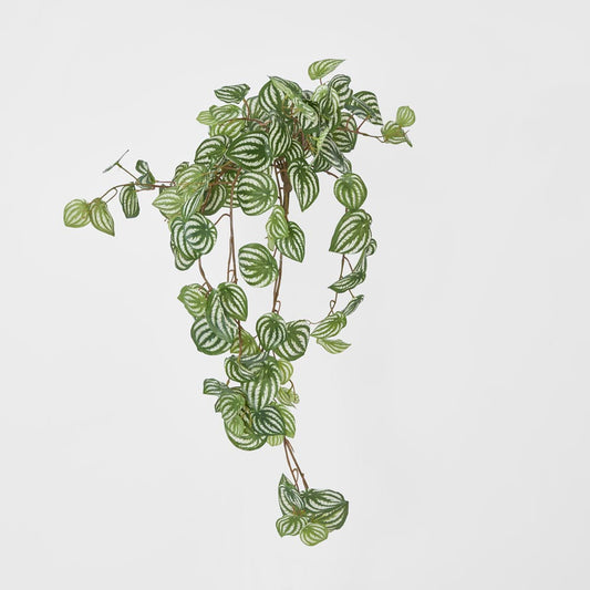 Green White Watermelon Peperomia Hanging Bush 137 Leaves