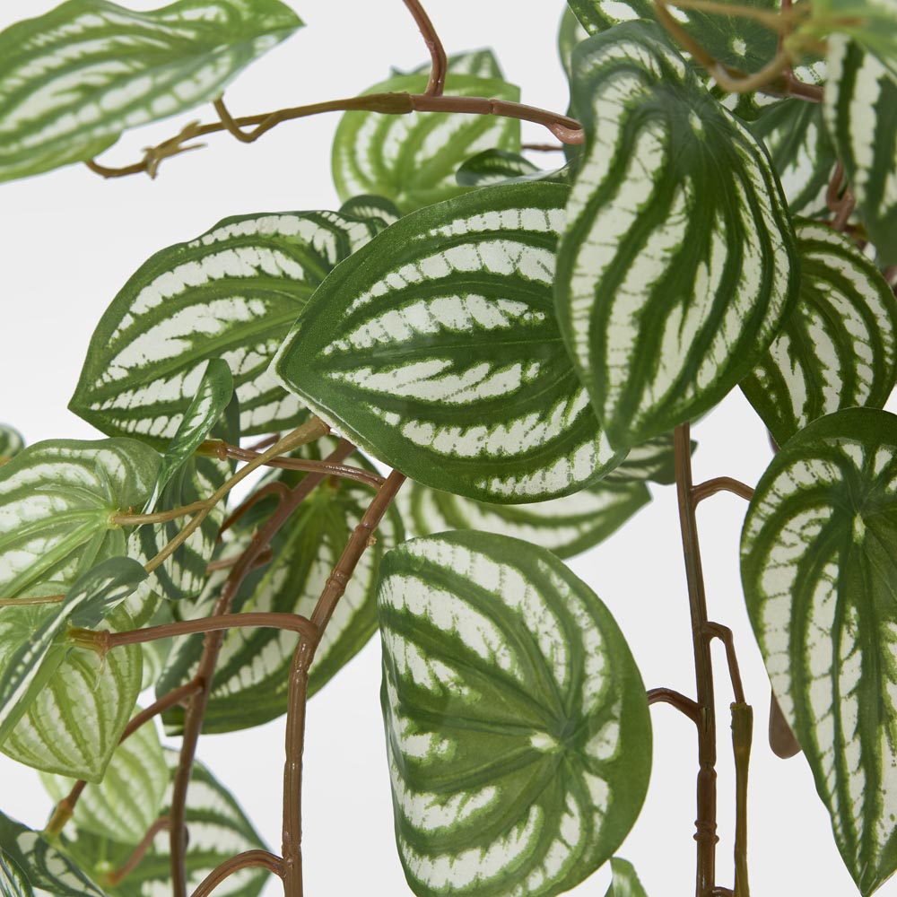 Green White Watermelon Peperomia Hanging Bush 137 Leaves
