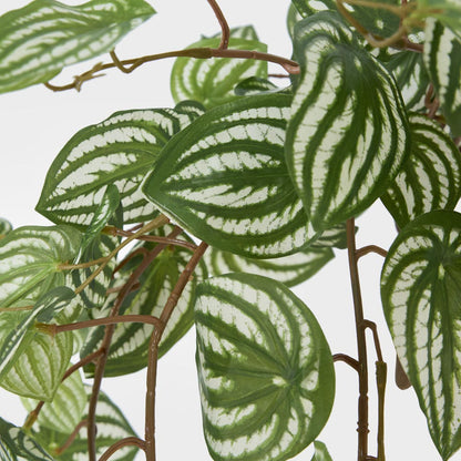 Green White Watermelon Peperomia Hanging Bush 137 Leaves