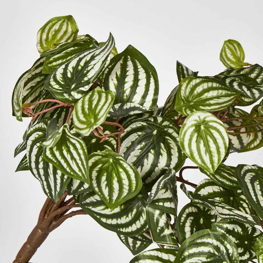 Green White Watermelon Peperomia Hanging Bush 137 Leaves