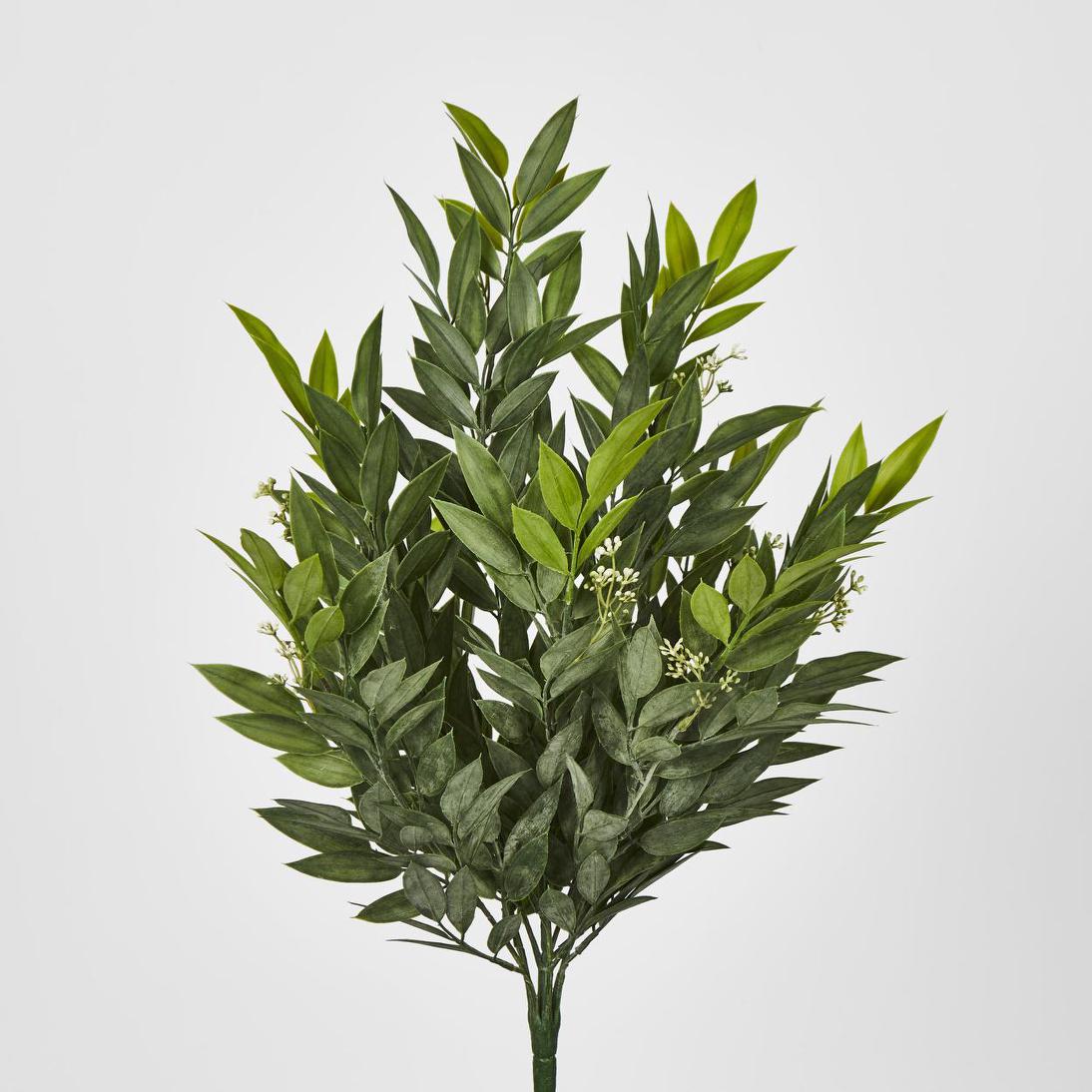 Green Ruscus Bush